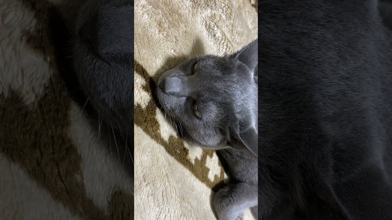 変な姿で眠るグレー猫 #shortscats