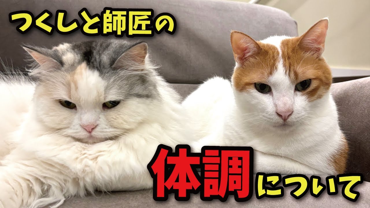 動物病院に全く行かなくなったつくしと師匠の体調について【関西弁でしゃべる猫】【猫アテレコ】
