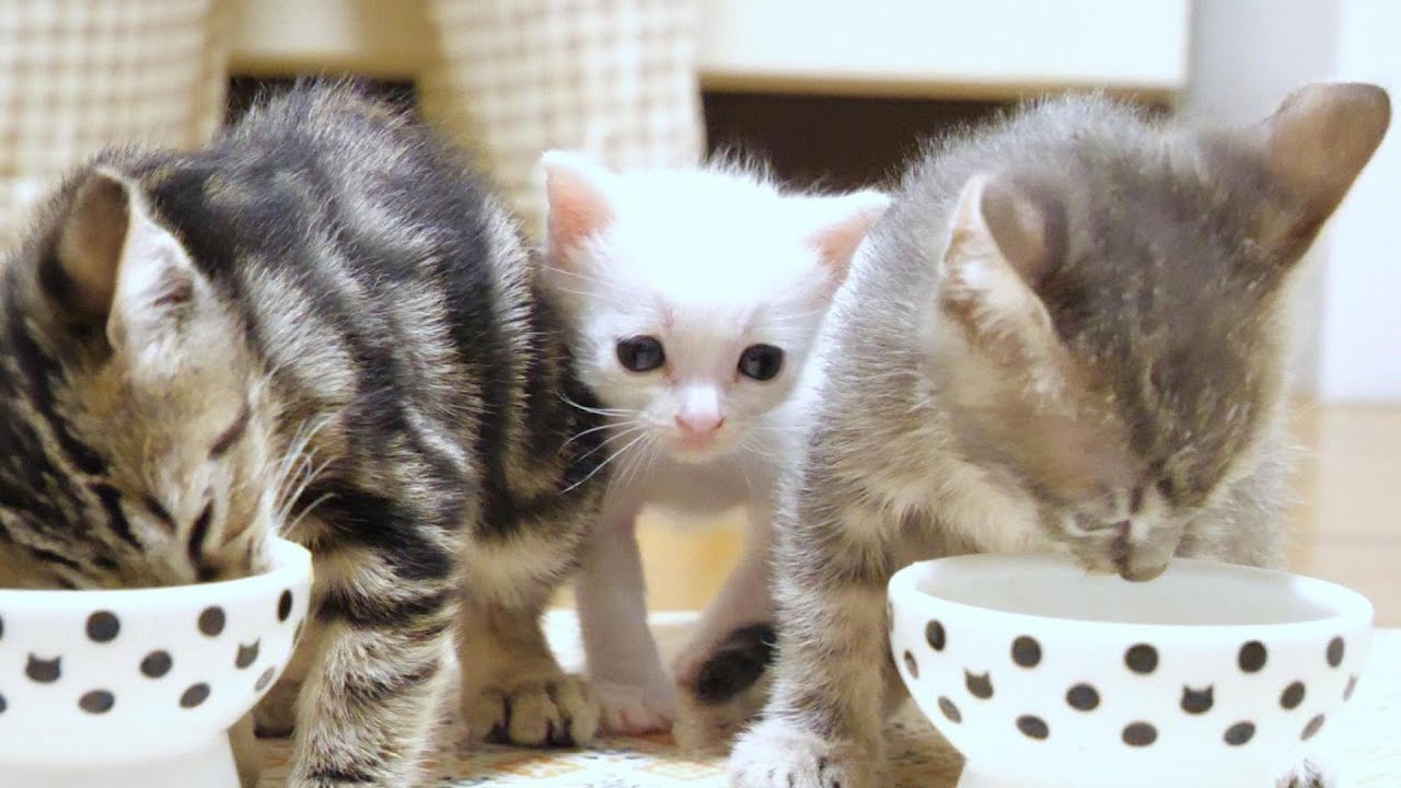 ごはんを食べてる子猫達の背後に忍び寄る白い影、この後どうなる？【赤ちゃん猫　保護猫】