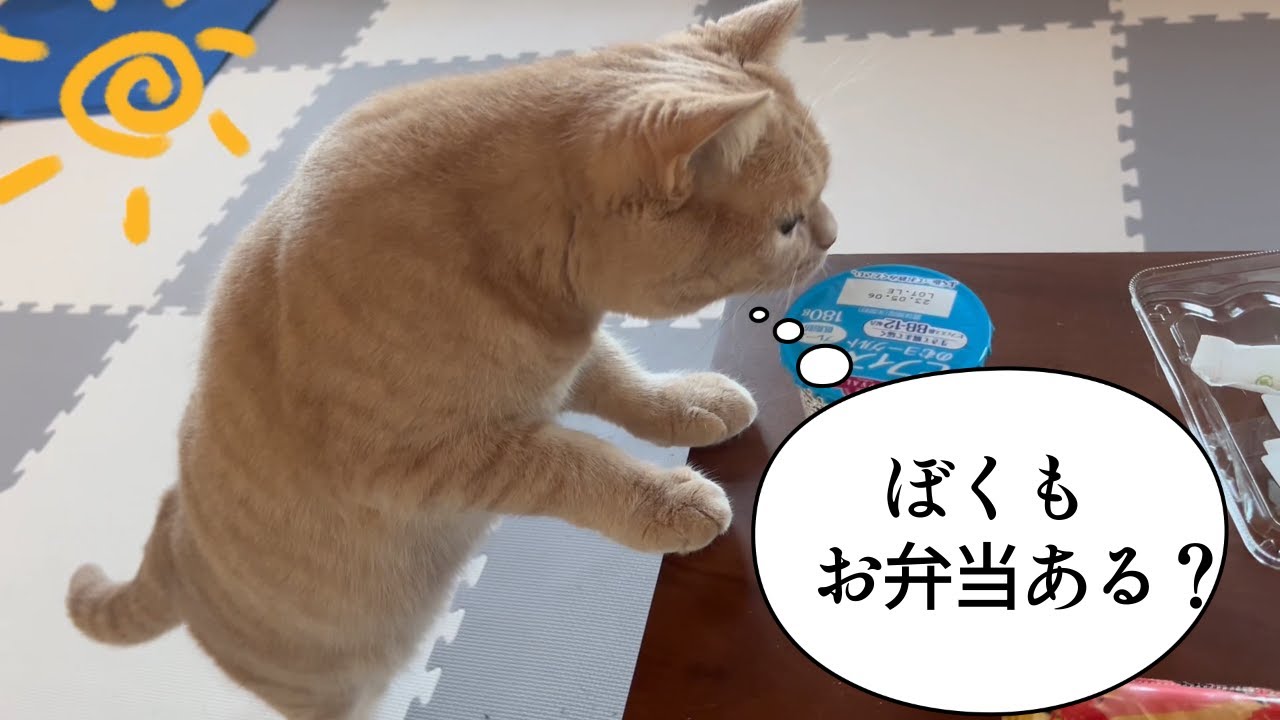 お弁当を見たねこw【スコティッシュフォールド】