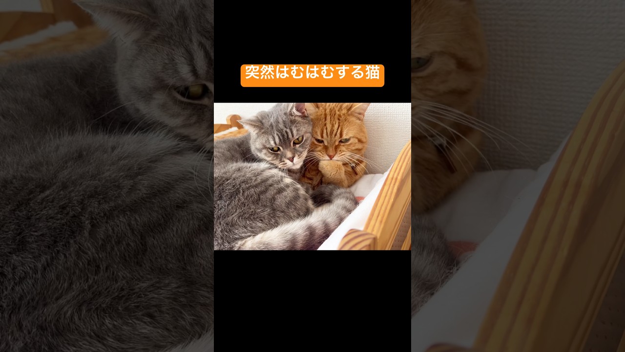 突然はむはむする猫 #猫 #マンチカン #shorts