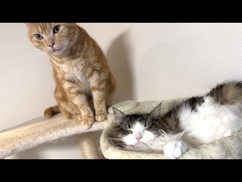 一緒にくつろぐ妹猫と兄猫の仲が良すぎて可愛すぎました