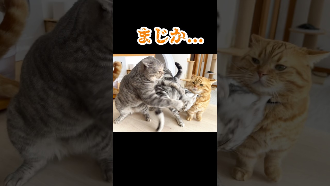『息子と娘が強くなりすぎたのん』 #猫 #マンチカン #shorts