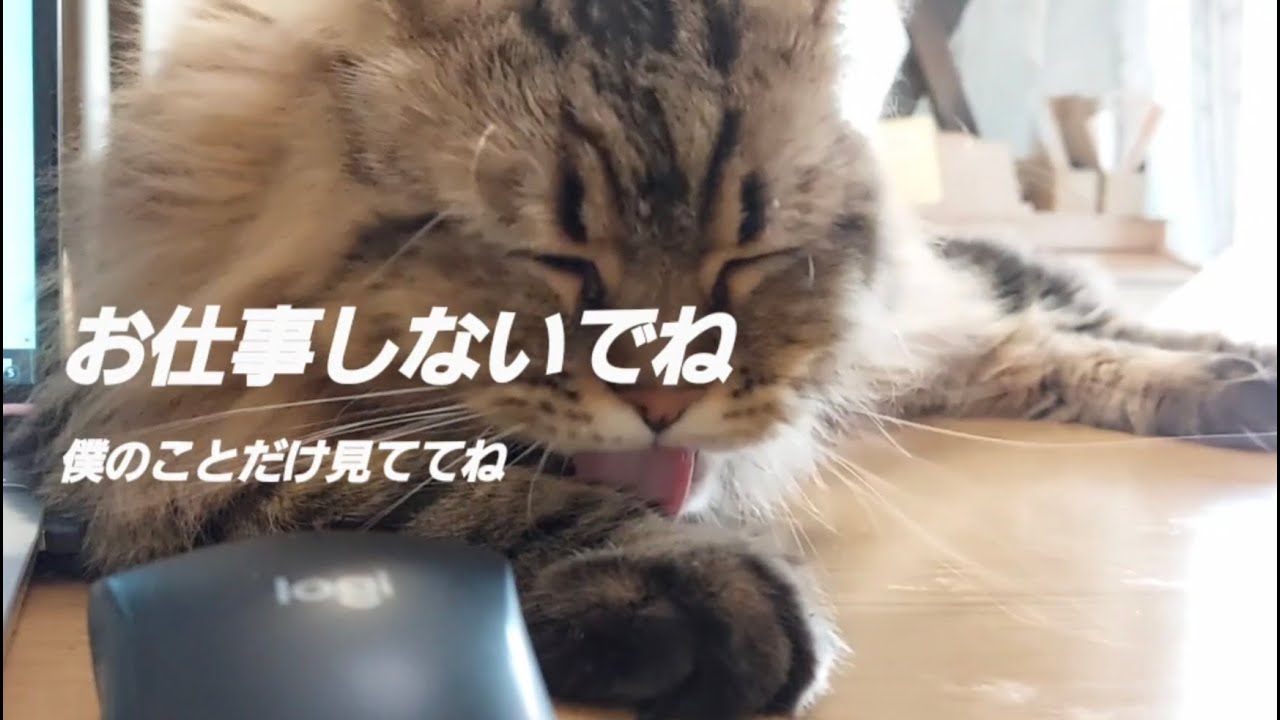 仕事中のサイベリアンの「僕だけ見てて」の圧がすごい　#リオン #サイベリアン #猫のいる暮らし