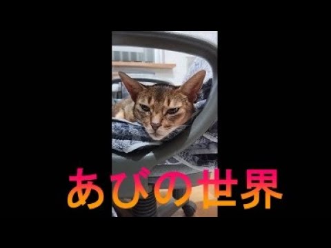 ネコ動画あび＃3045　あびの毎日　アビシニアン　あび