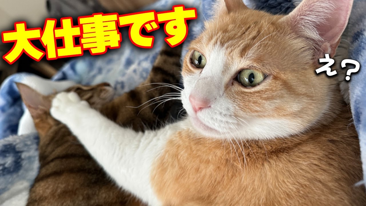 うちの猫たちが日本最大級のイベントのアンバサダーになった件について