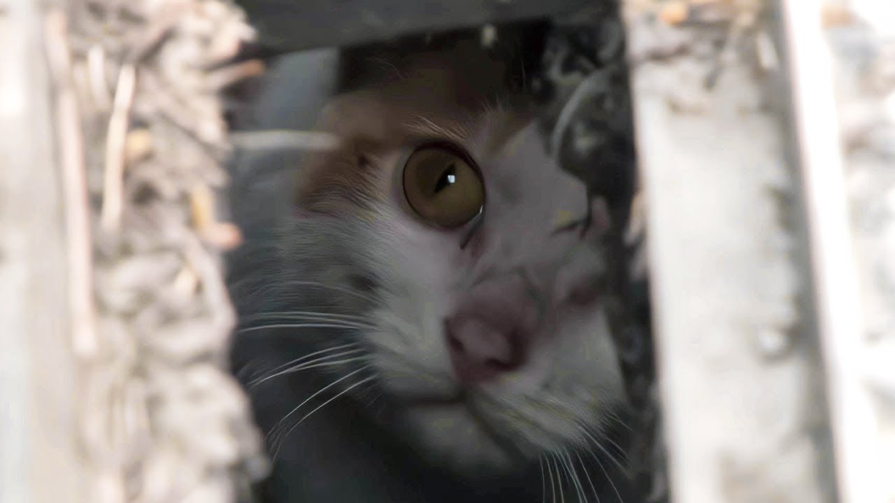 何カ月も都心の下水道に閉じ込められた子猫。隙間から行き交う歩行者を見つめ、絶望と期待に満ちた目に心を打った【感動】