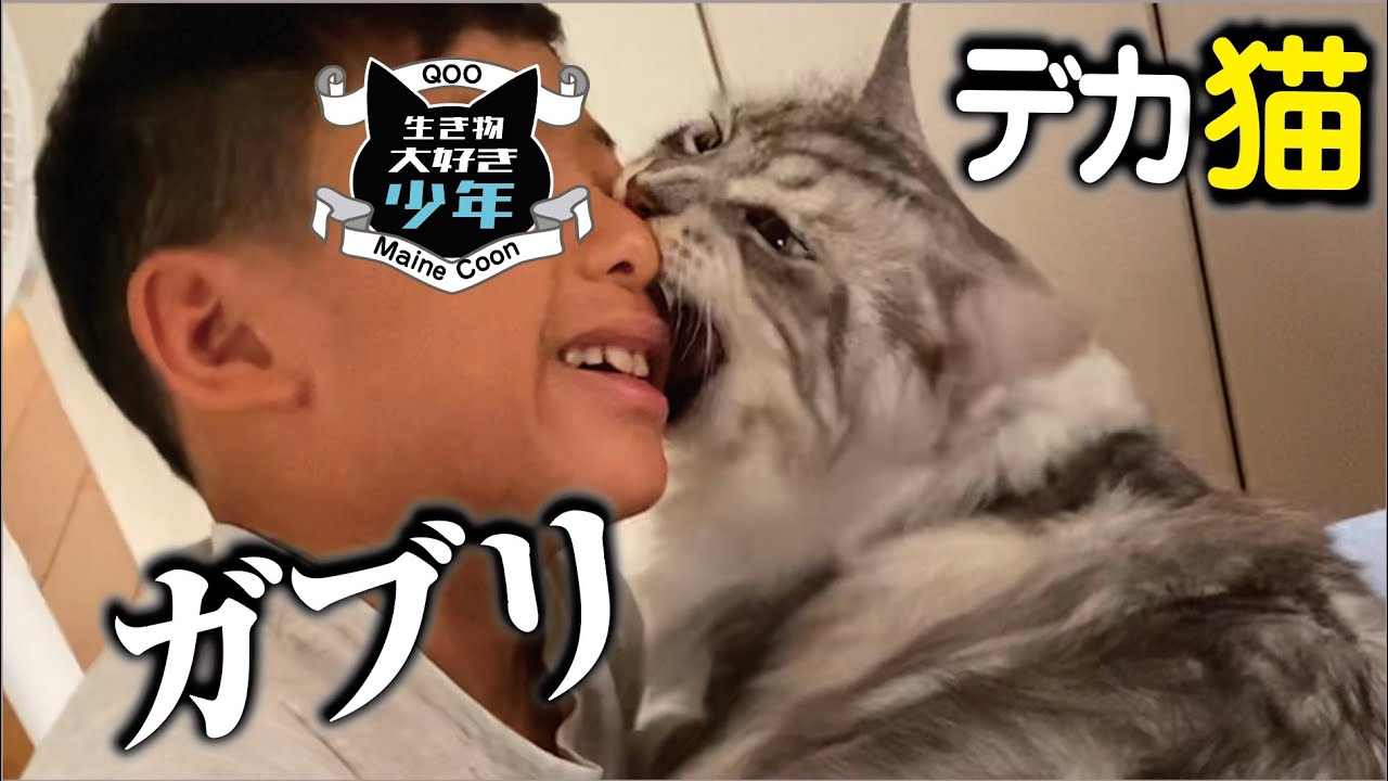 【メインクーン】大好きな大型猫に噛まれました。子供が猫にフラれる3秒前