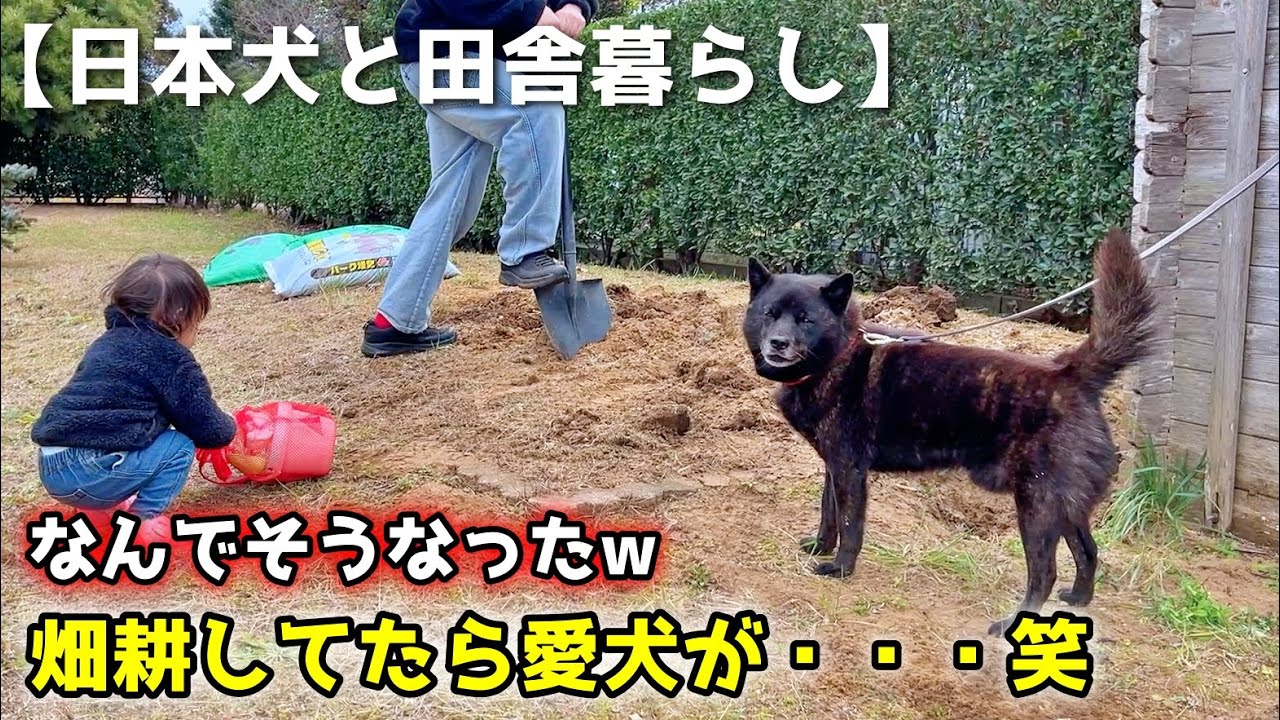 【日本犬と田舎暮らし】畑耕してたら愛犬がこうなったw