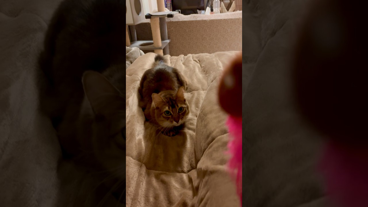 ちゃんと取ってくる猫 #ソマリ #やんちゃ猫 #ねこのいる暮らし