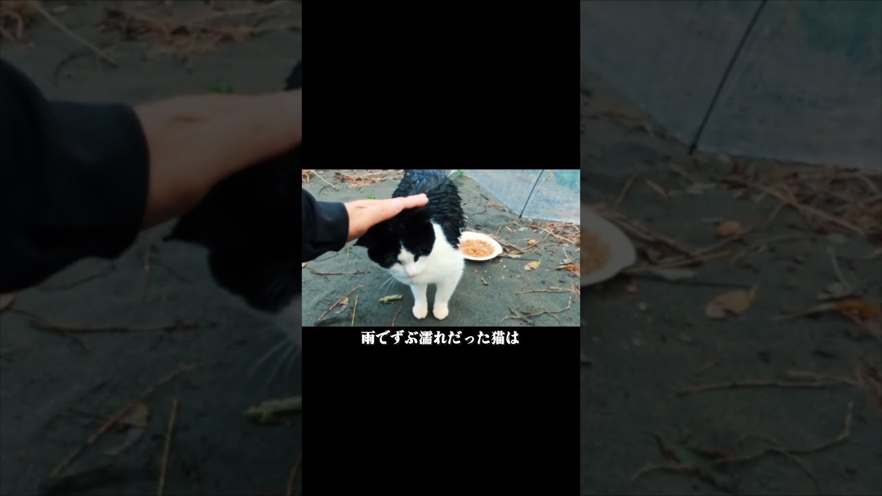 公園に捨てられた猫たちはうちの家族になった #shorts