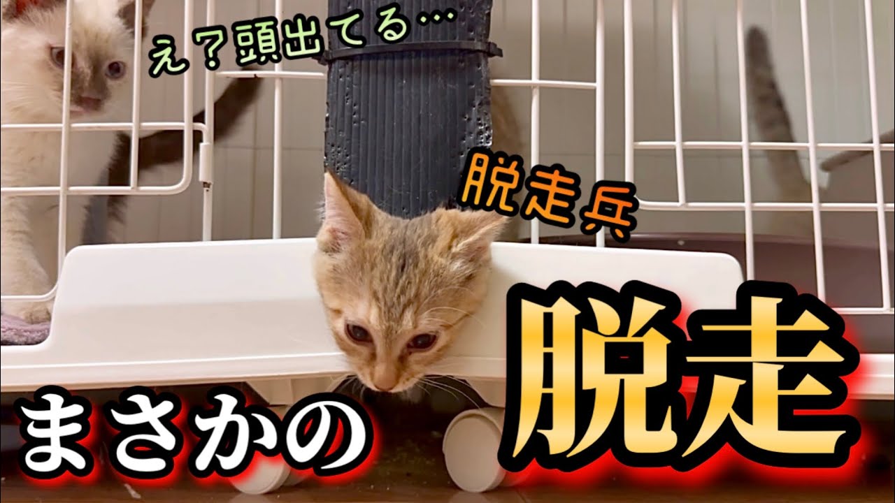 密室からの脱獄経路を編み出した子猫がこうなりました。【保護猫】