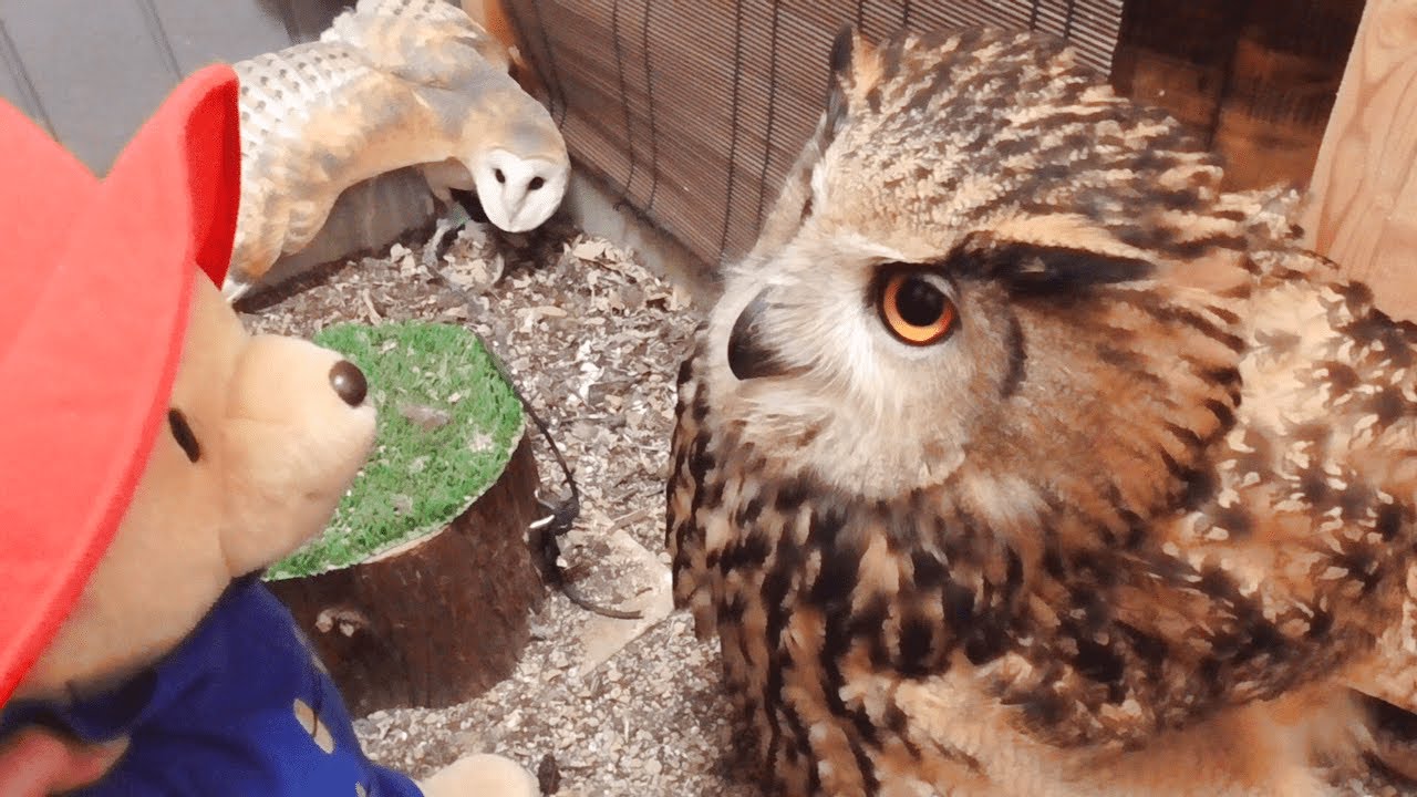ベンガルワシミミズクとメンフクロウにパディントンベアを見せてみた