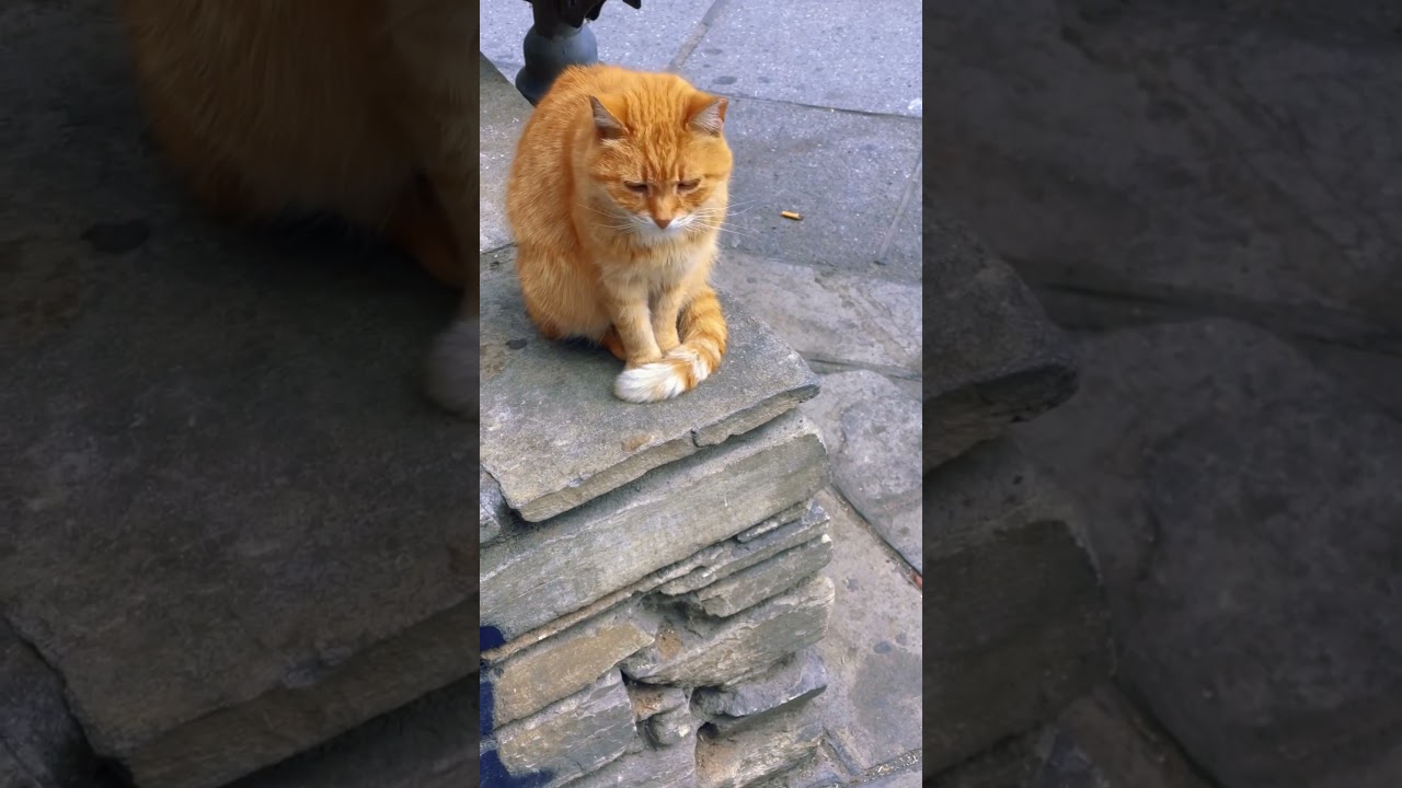This cute female brown cat it’s  cute and just wants to rest #catshorts #shorts