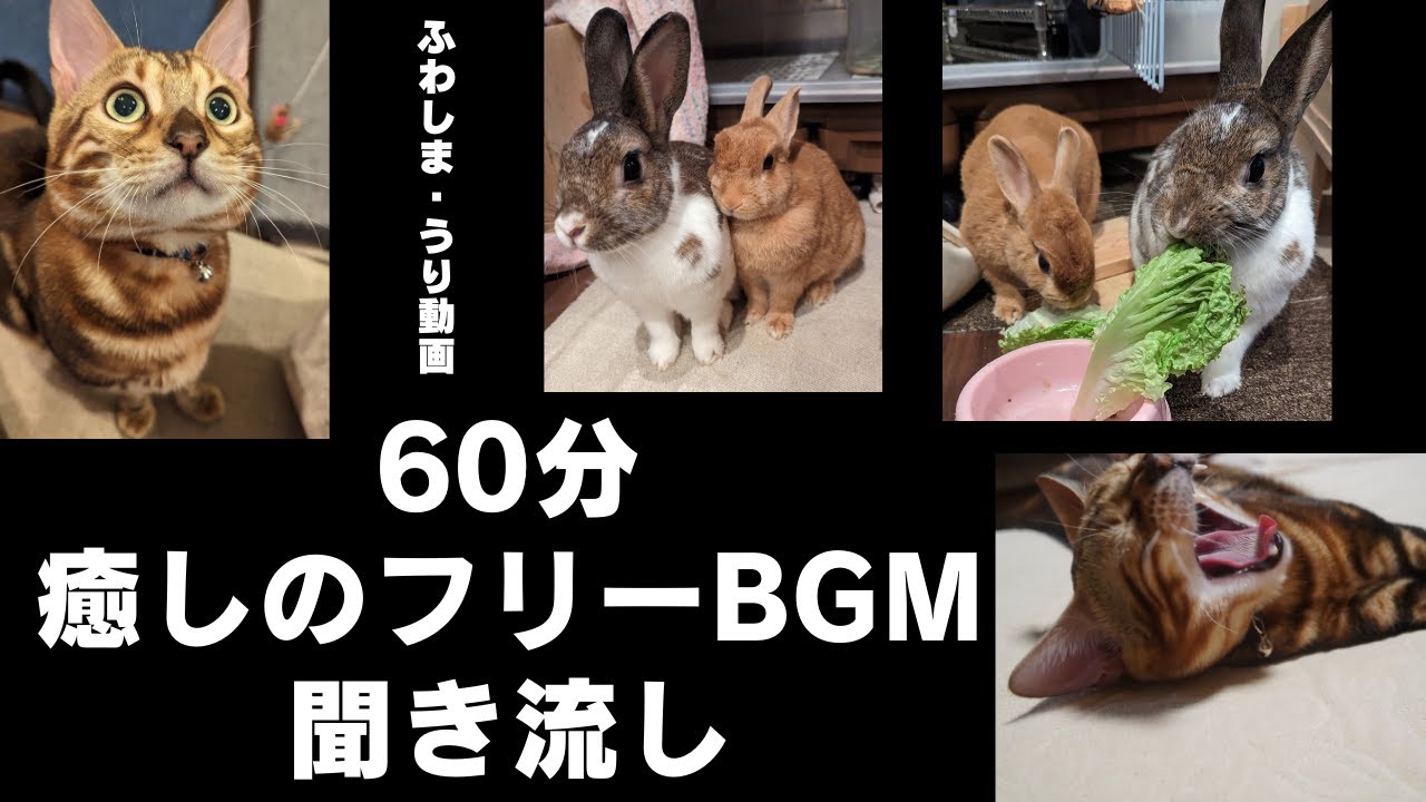 【聞き流しBGM】うさぎのふわしま、ねこのうりの映像を流しながら癒しの音楽聞き流し。#癒しの音楽　#聞き流し　#動画
