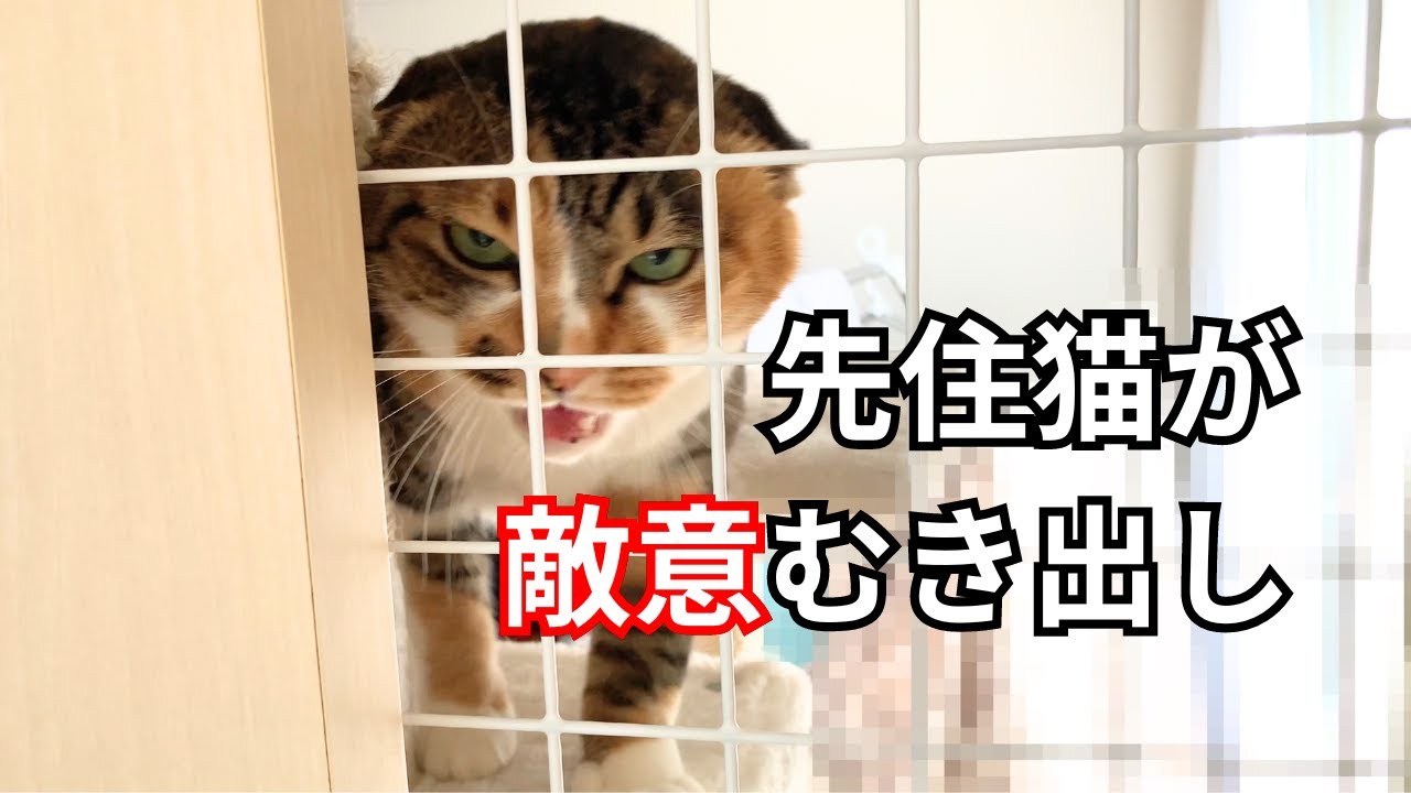 【ペルシャ猫】先住猫とのご対面！その５