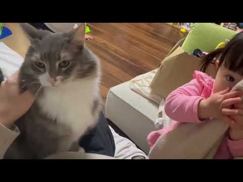 なかなか独占できない猫　ノルウェージャンフォレストキャットA cat that cannot be monopolized. Norwegian Forest Cat.