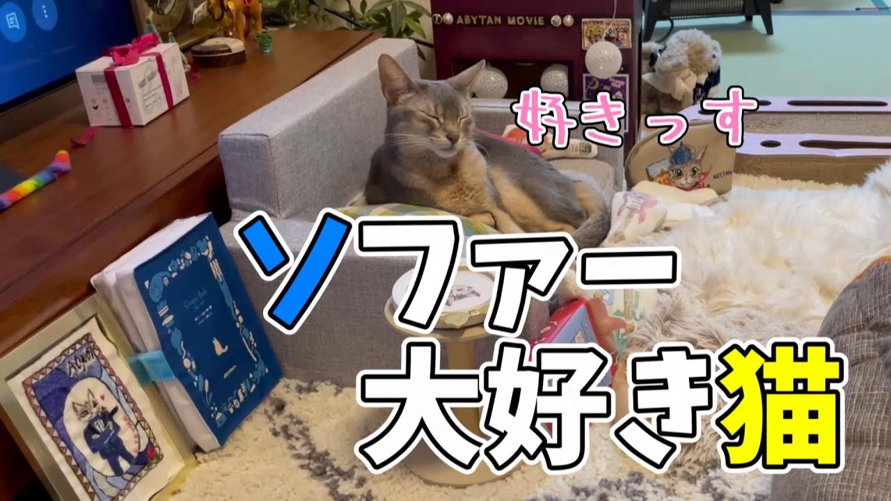 マイソファーが大好きな猫♡