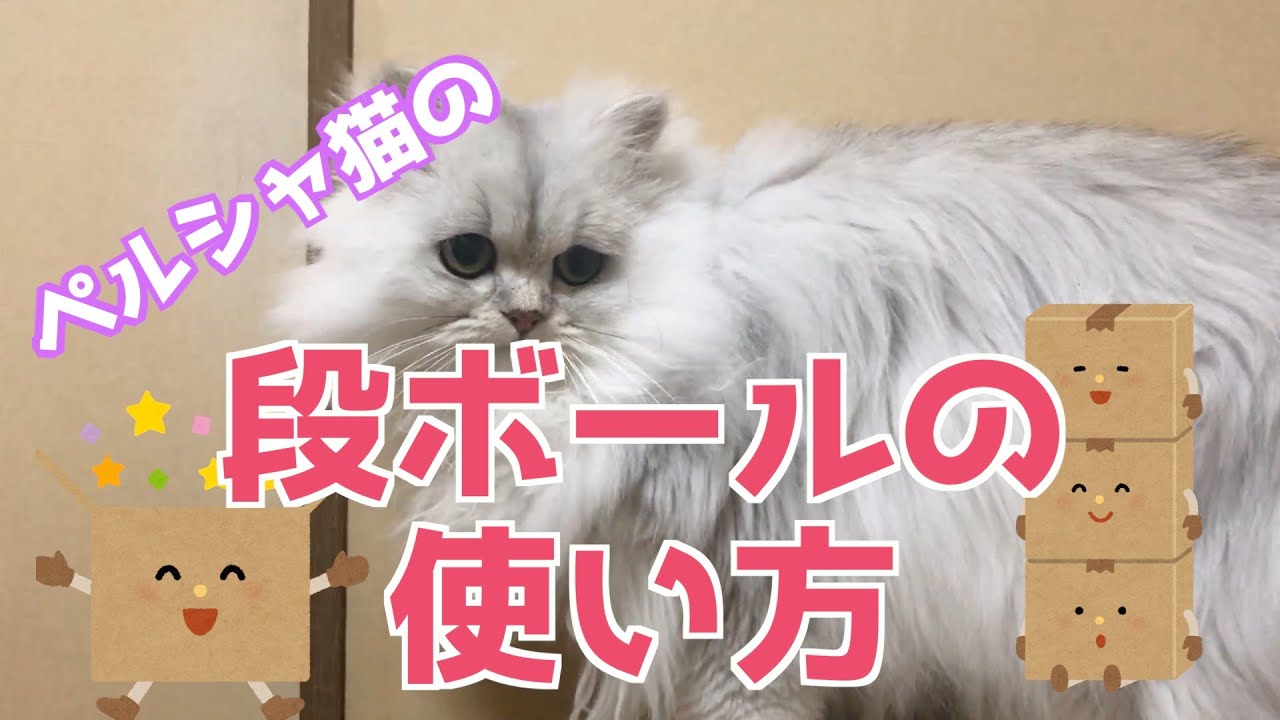 ペルシャ猫ダンボールの使い方