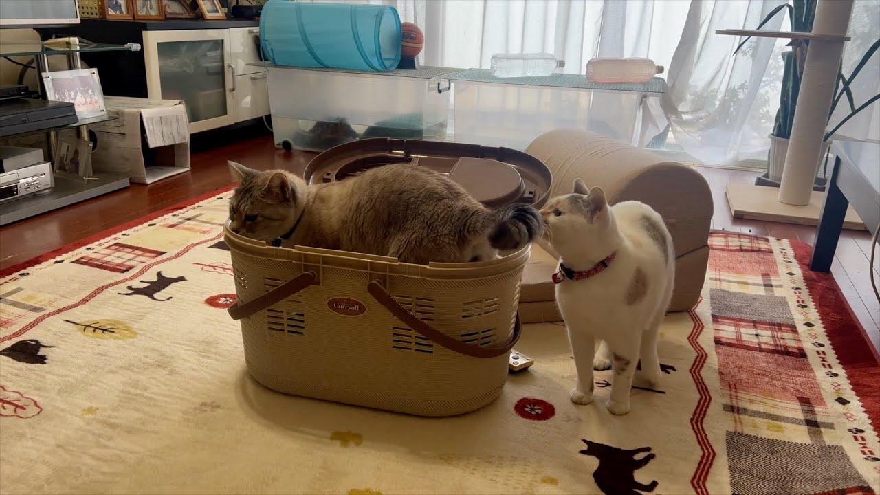兄猫（海斗くん）の目の上の腫れと軟便のために動物病院にて血液検査とige（アレルギー）検査して来ました。