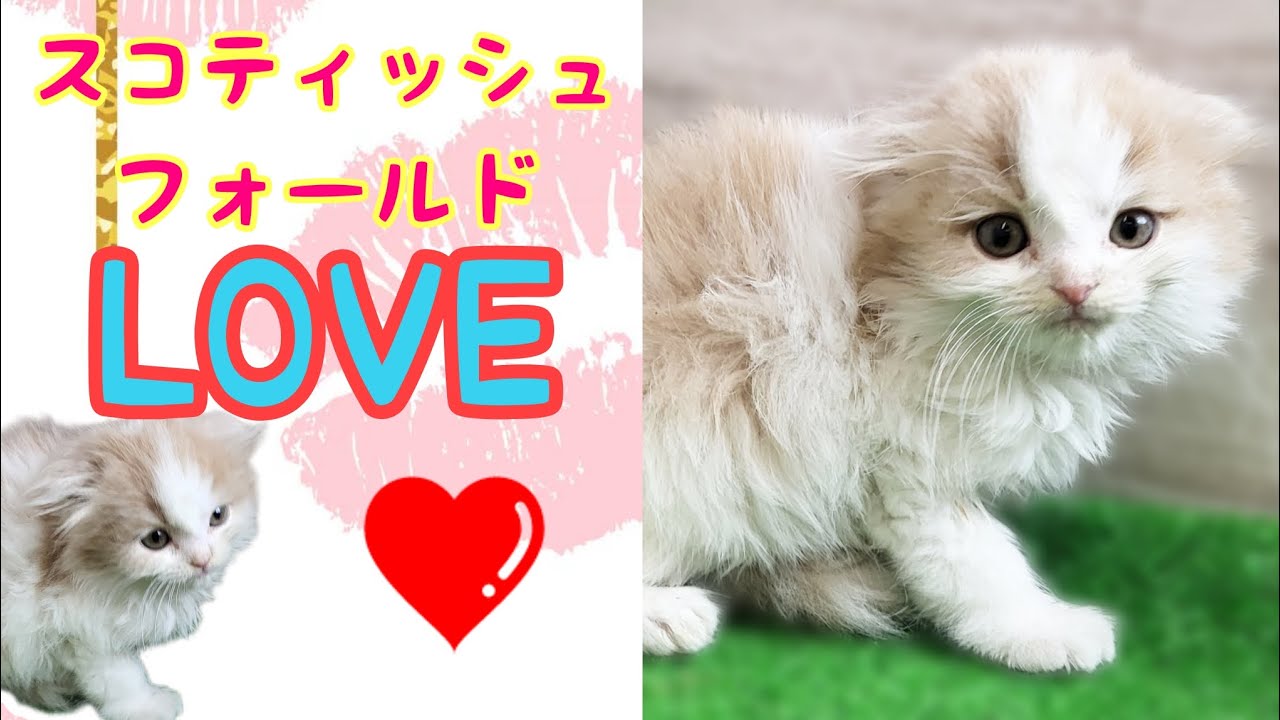 スコティッシュフォールド・仔猫【厚木下荻野店】