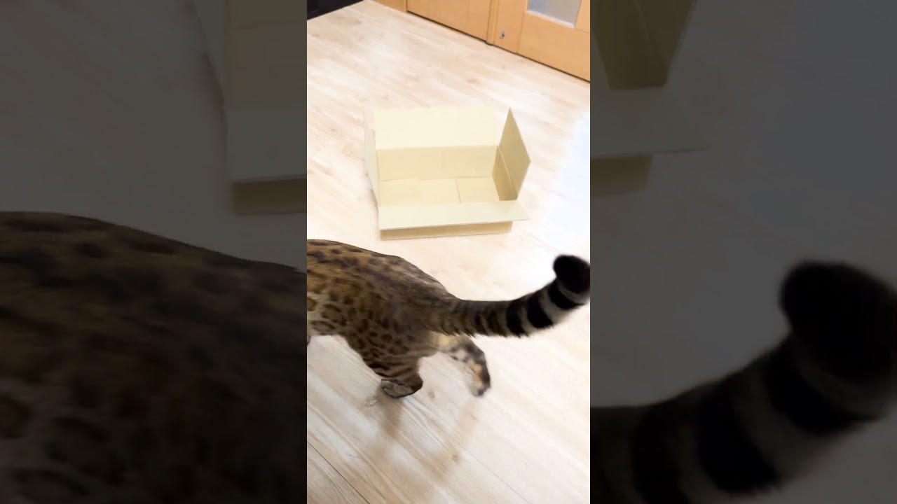 猫が箱を見つけた時のルーティン #shorts #ベンガル #猫