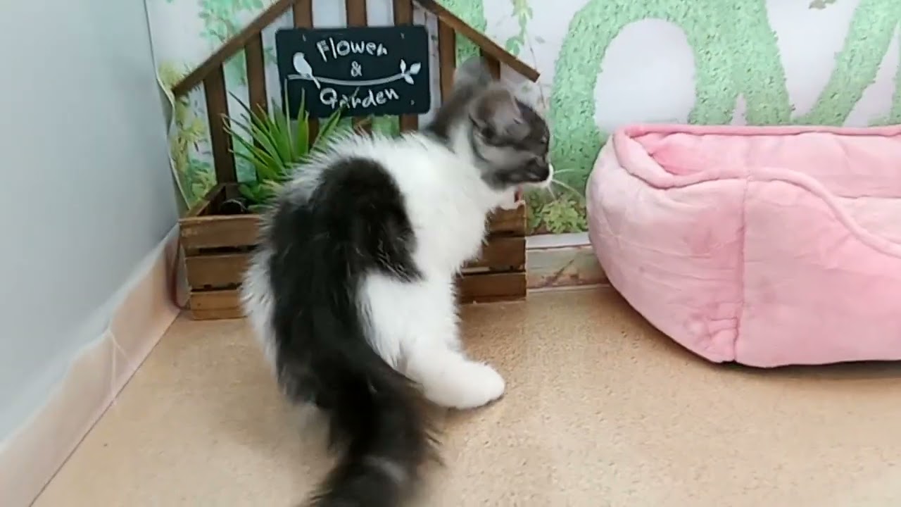 663912 スコティッシュフォールド