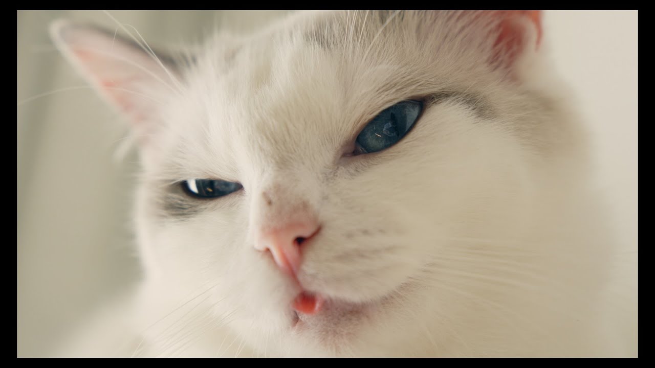 間抜けで可愛いラグドールたち　#猫 #ラグドール #ragdollcat