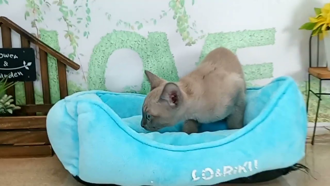 665938 トンキニーズ