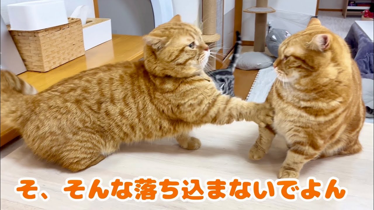 ちゃびくんにちょっかい出したことを少し反省してる茶々パパ #猫 #マンチカン