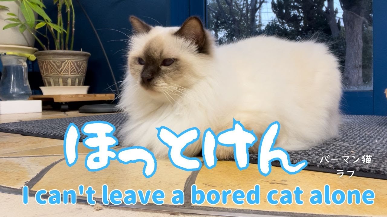 バーマン猫ラフとガブとミカ【ほっとけん】I can't leave a bored cat alone（バーマン猫）Birman/Cat