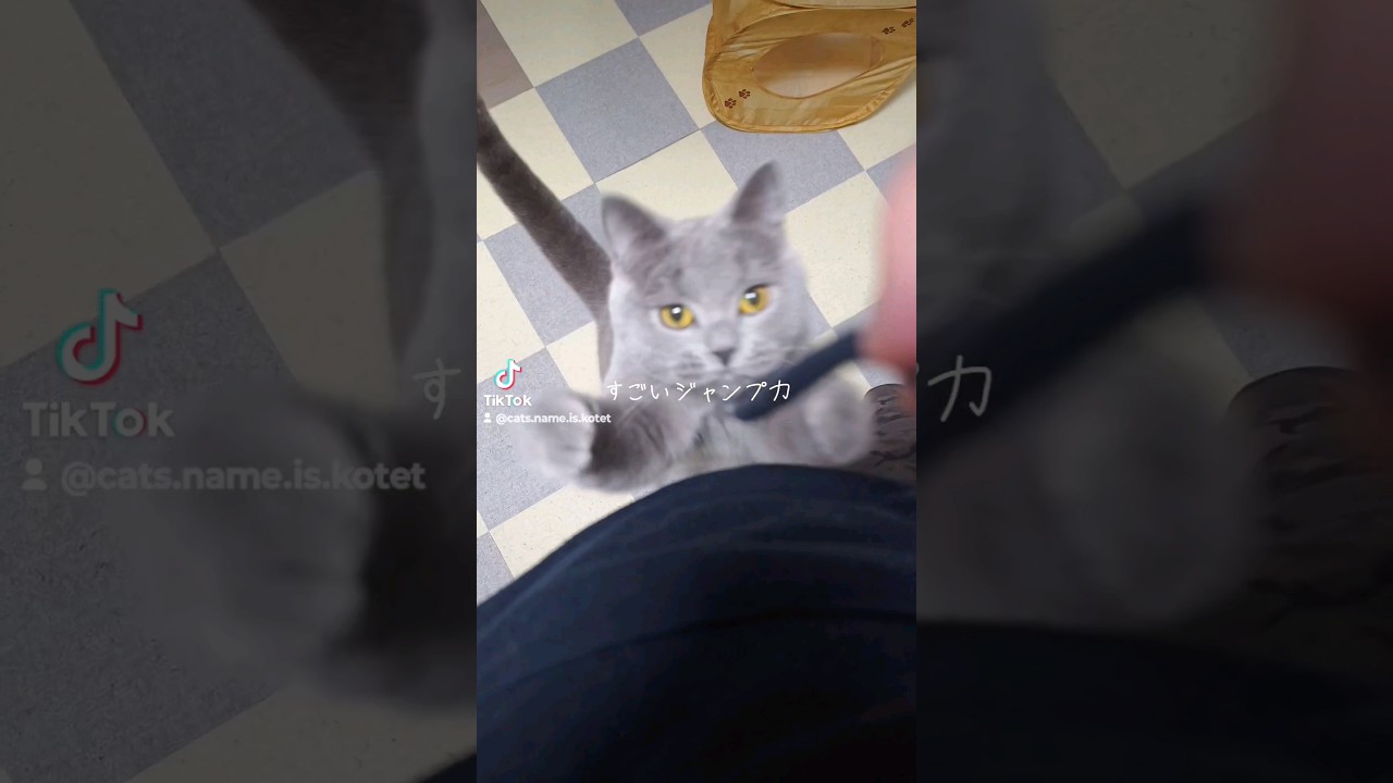 フードの紐を狙う猫のシャルトリュー(Chartreux the cat aiming for the hood string)