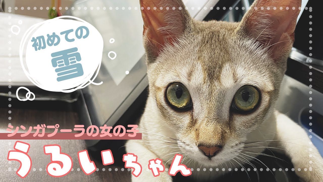 子猫のうるい、初めての雪です
