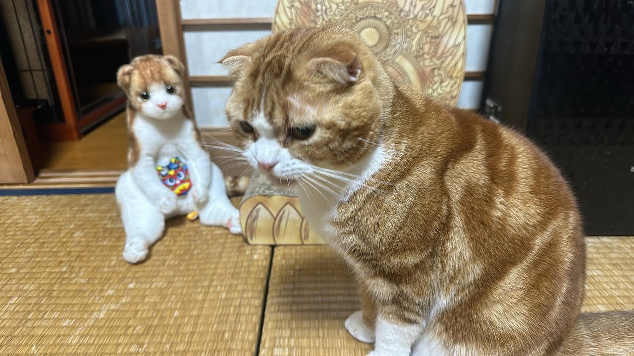 猫の癒しLive🍀✨日曜日の夜は猫のみかん君とお話ししましょー🐱🍊