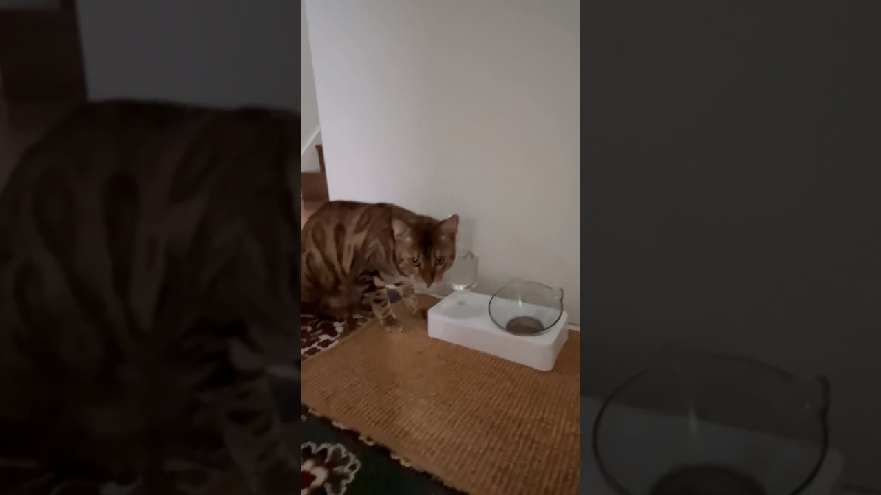 シンタローが給水器でずっと遊んでる🤣水も飲んでくれました⭐︎ #cat #ニャン  #オシキャット #ベンガル #癒し動画