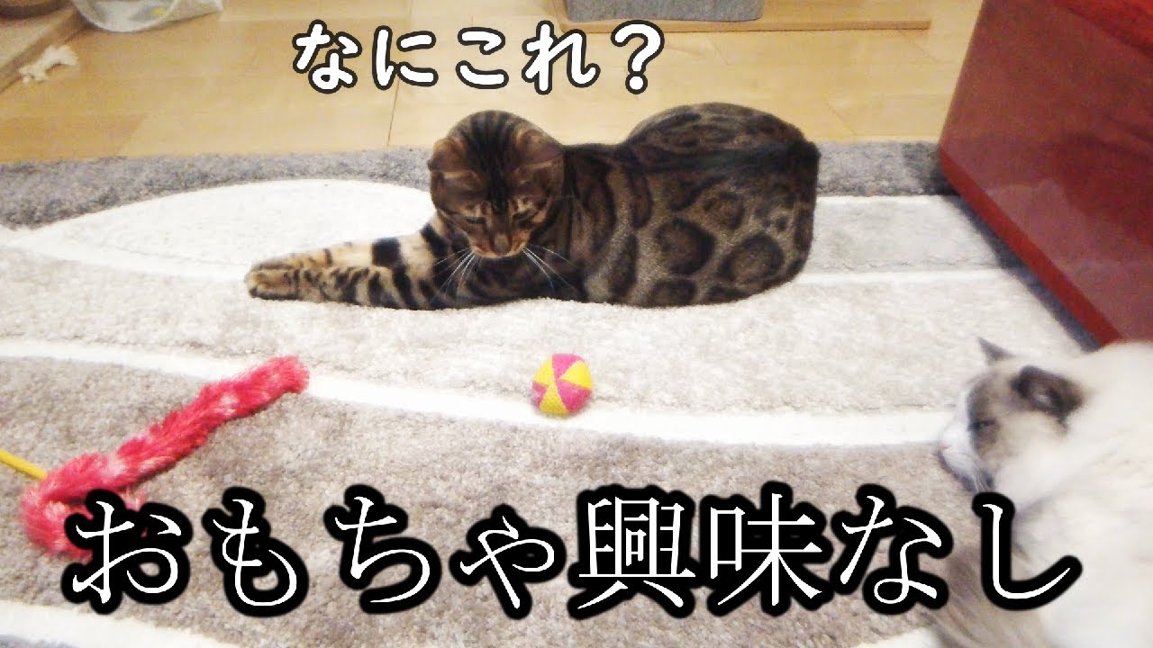 【ベンガル】おもちゃに興味を示さない猫たち