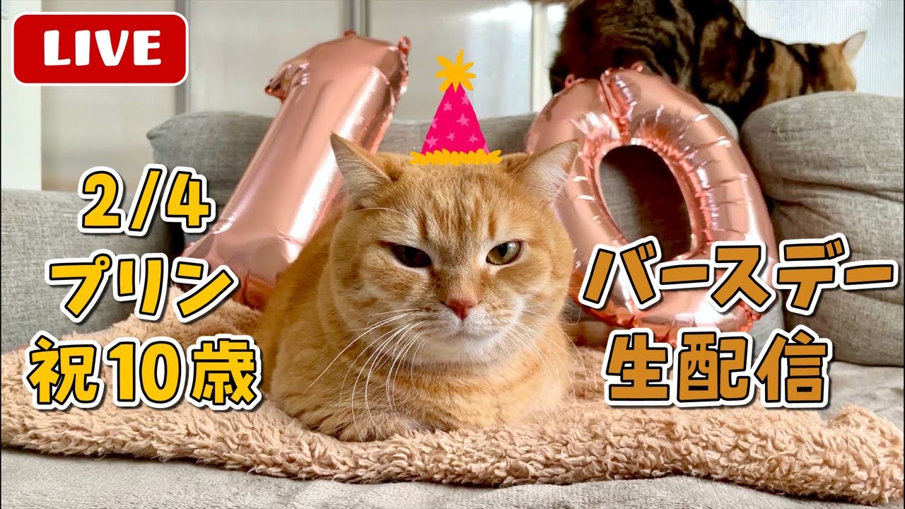 【生配信】プリン10歳のバースデーライブ🎂