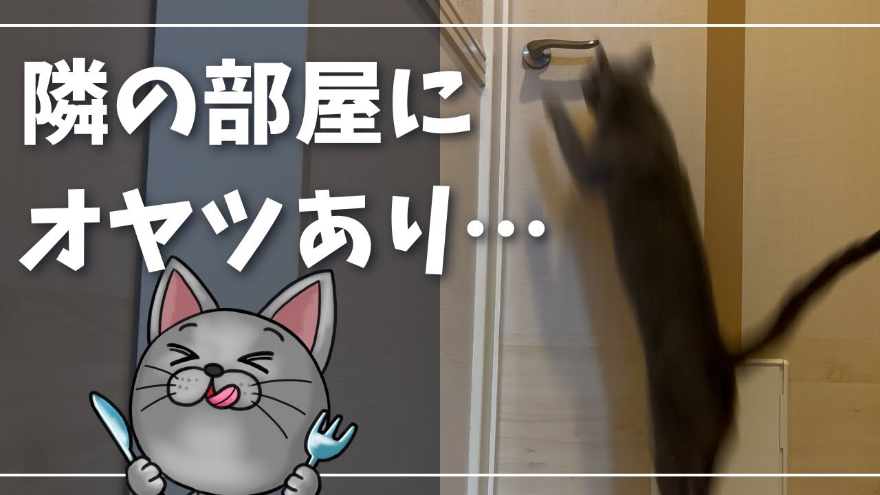 いいんですか？自分でドア開けちゃいますよ【ロシアンブルー】猫