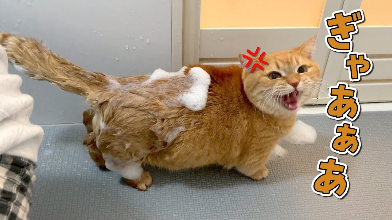 おしりを洗われて不満爆発の猫の鳴き声が可愛すぎましたw