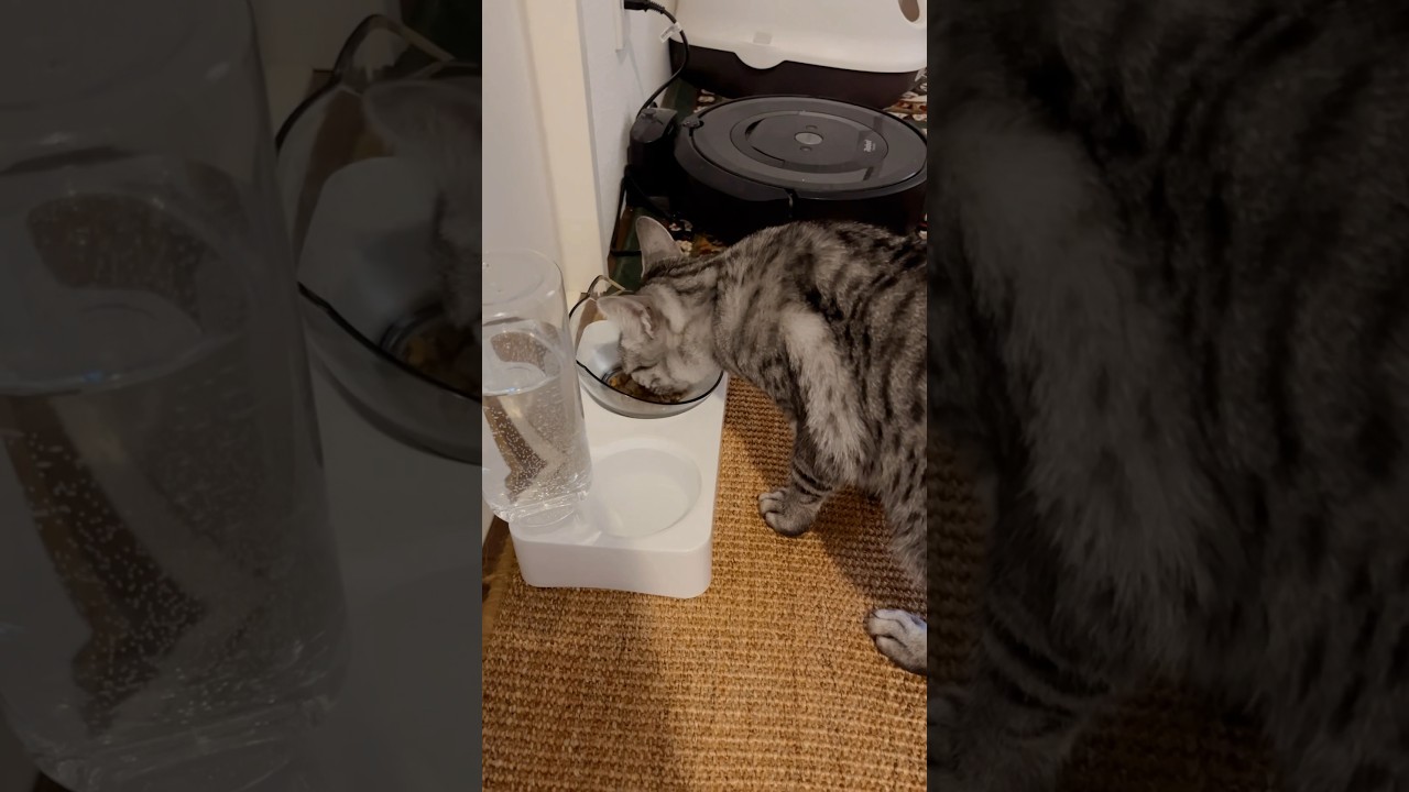 早い夕飯🍽️ニャンズ😽#cat  #ニャン  #オシキャット  #ベンガル  #癒し動画  #餌やり
