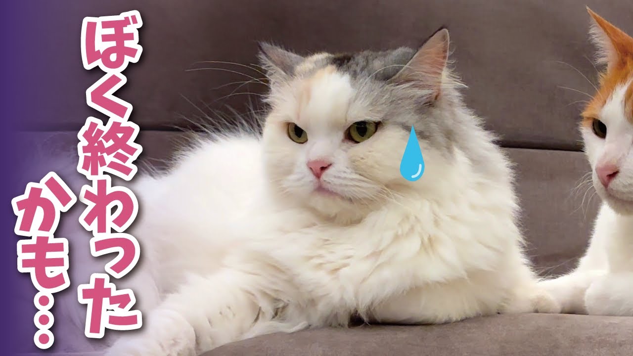 【危機一髪】刺激を求めすぎた猫の末路…【関西弁でしゃべる猫】【猫アテレコ】