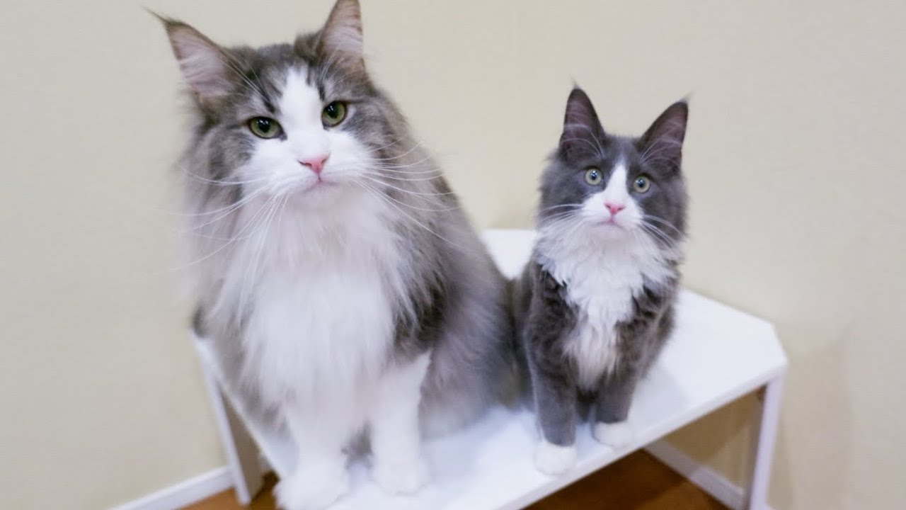 【バトル‼︎】性格の違うふたりが遊ぶと、テンション感が違いすぎて可愛い❤️