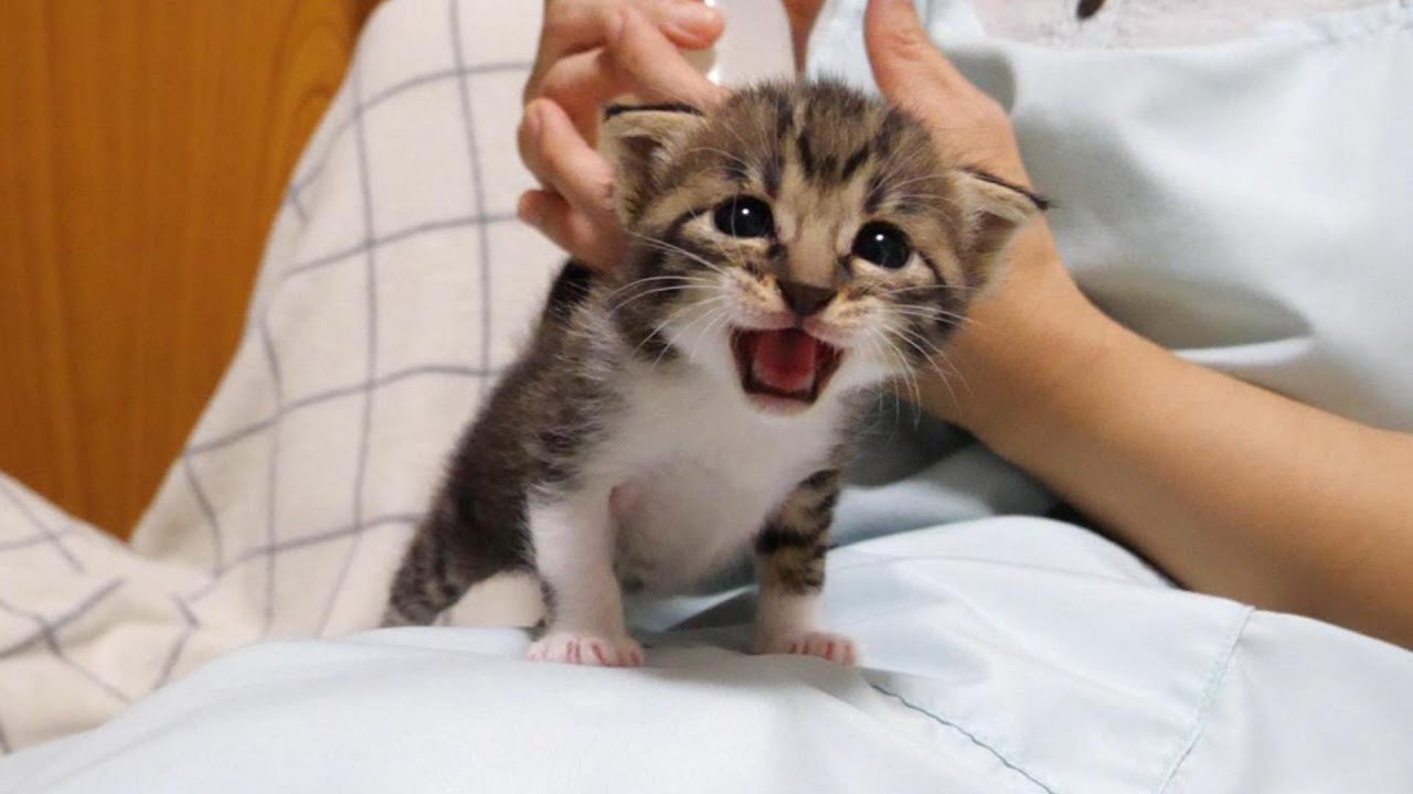 ママを探していた子猫がママを見つけて幸せなミルクの時間に【赤ちゃん猫　保護猫】
