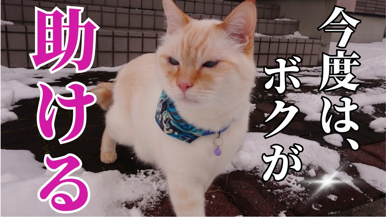 寒さに立ち向かい、捨てられた子猫や迷い猫を見つけて保護しようとする猫の挑戦！