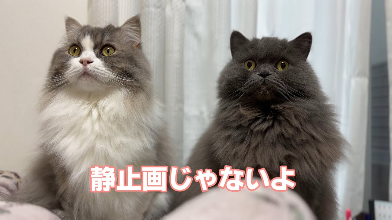 【ちゅみち、うみきゅん】誰か...来る‼️ 😻チャンネル登録・高評価が励みになるニャ😻 #猫 #cat #猫好きさんと繋がりたい