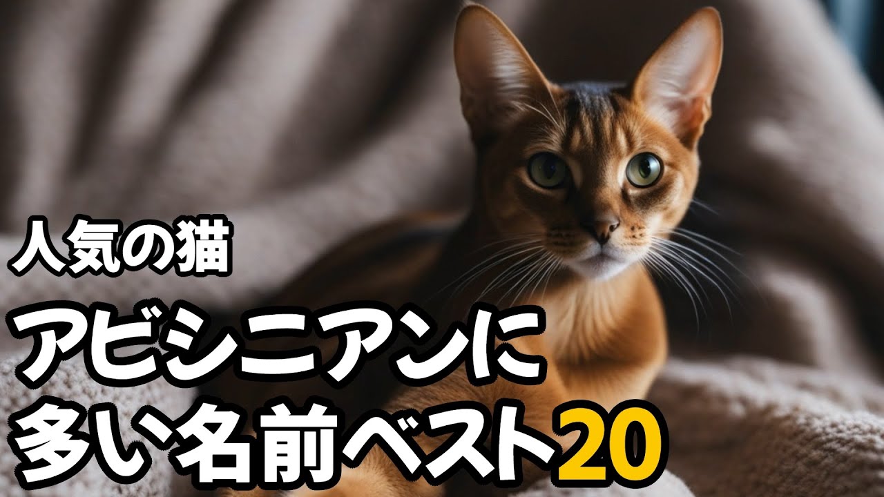 【人気の猫】アビシニアンに多い名前ベスト20