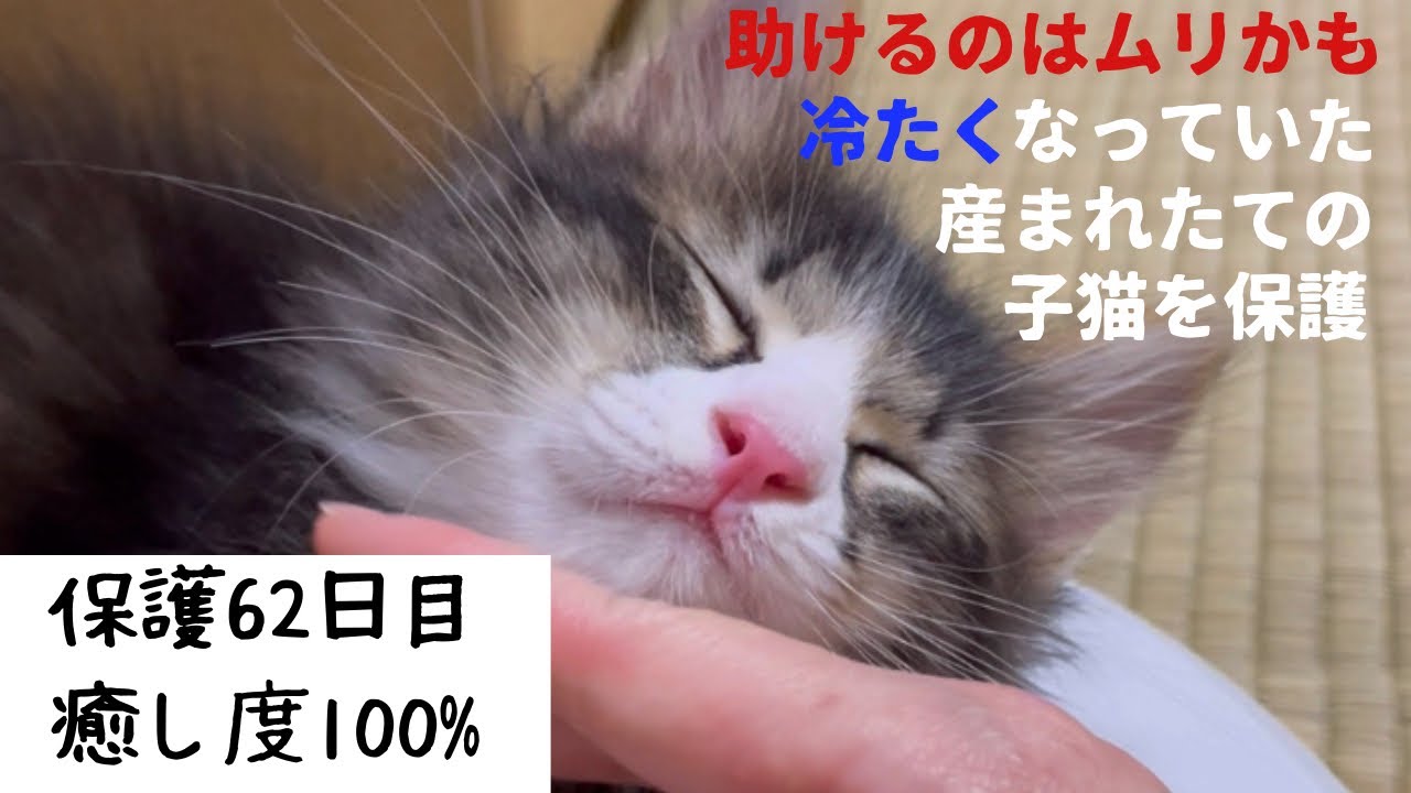 冷たくなっていた子猫の保護、62日目