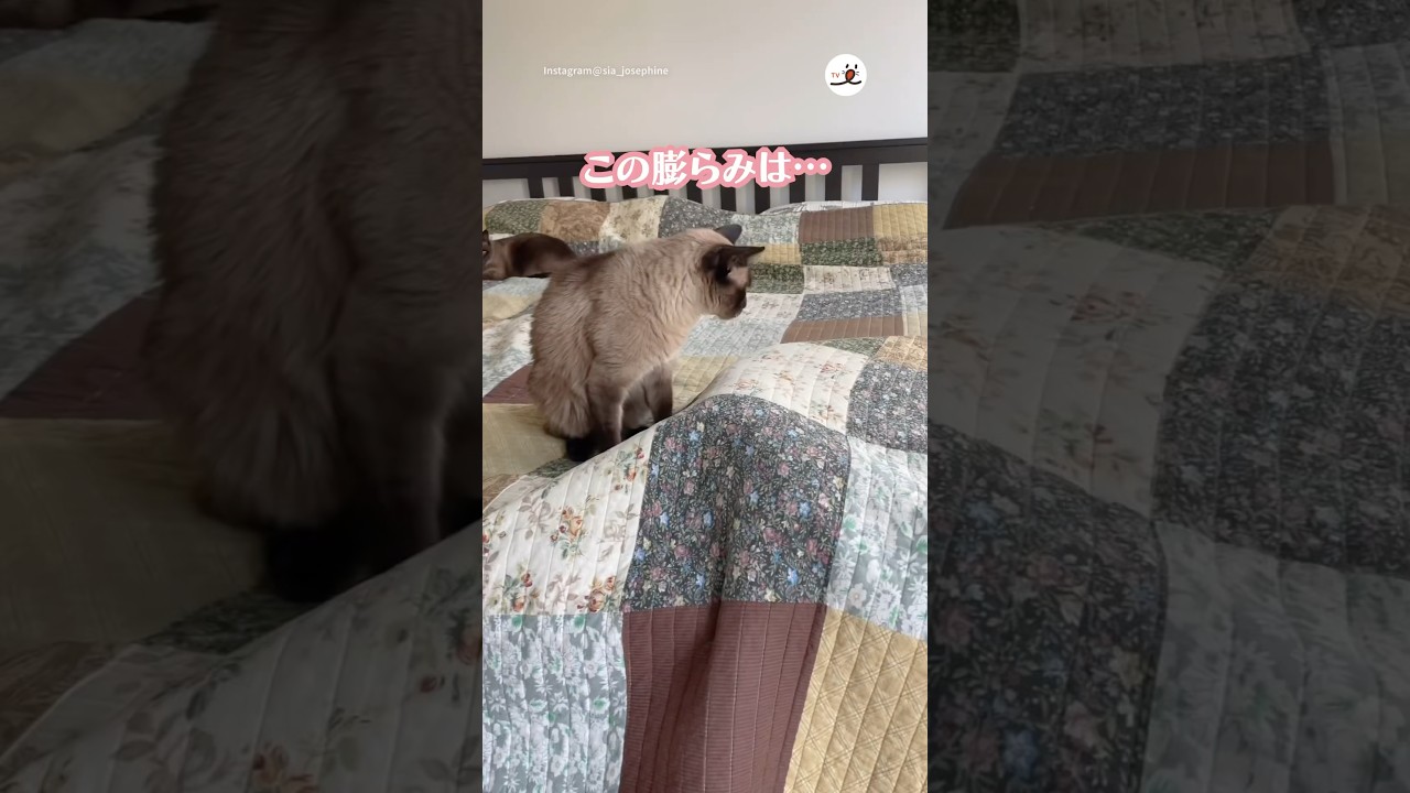 猫さんの二面性…😂｜PECO #シャム #猫 #愛猫家 #猫動画 #猫のいる暮らし #siamese #cat #cats  #catlover #catvideos #catlife