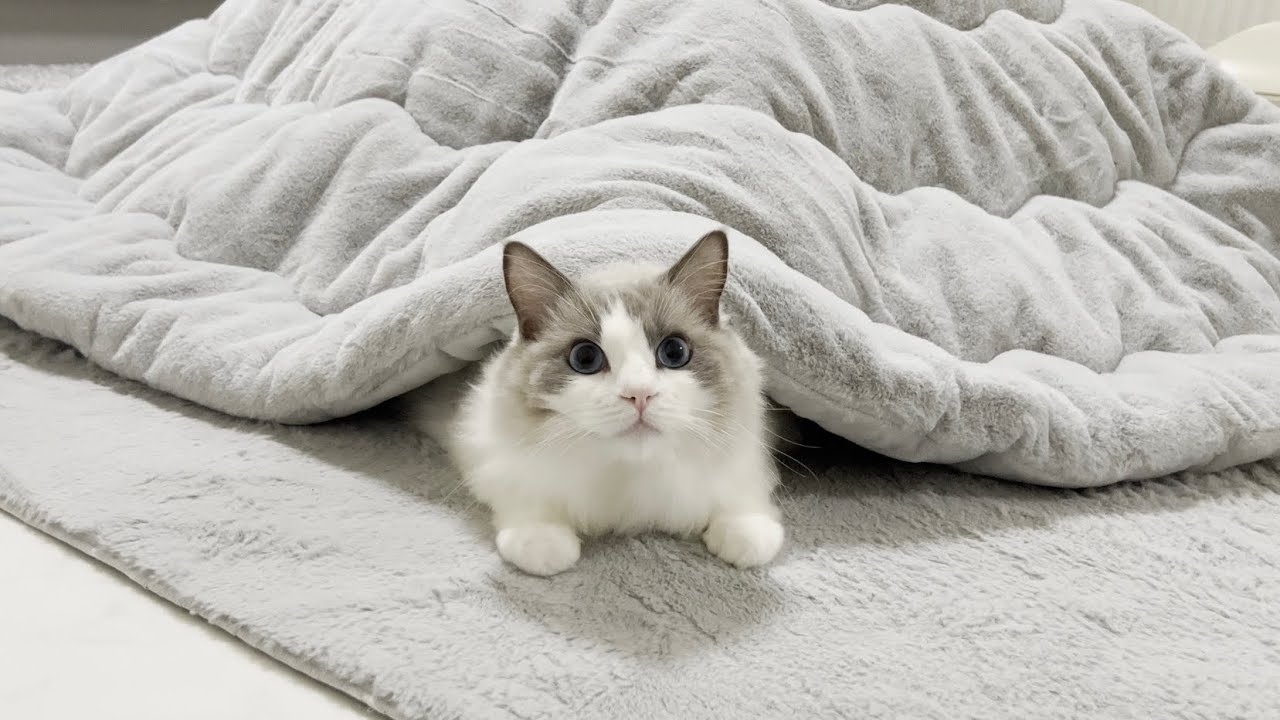 生まれて初めてこたつを体験したラグドール猫が快適すぎてこうなっちゃいました。