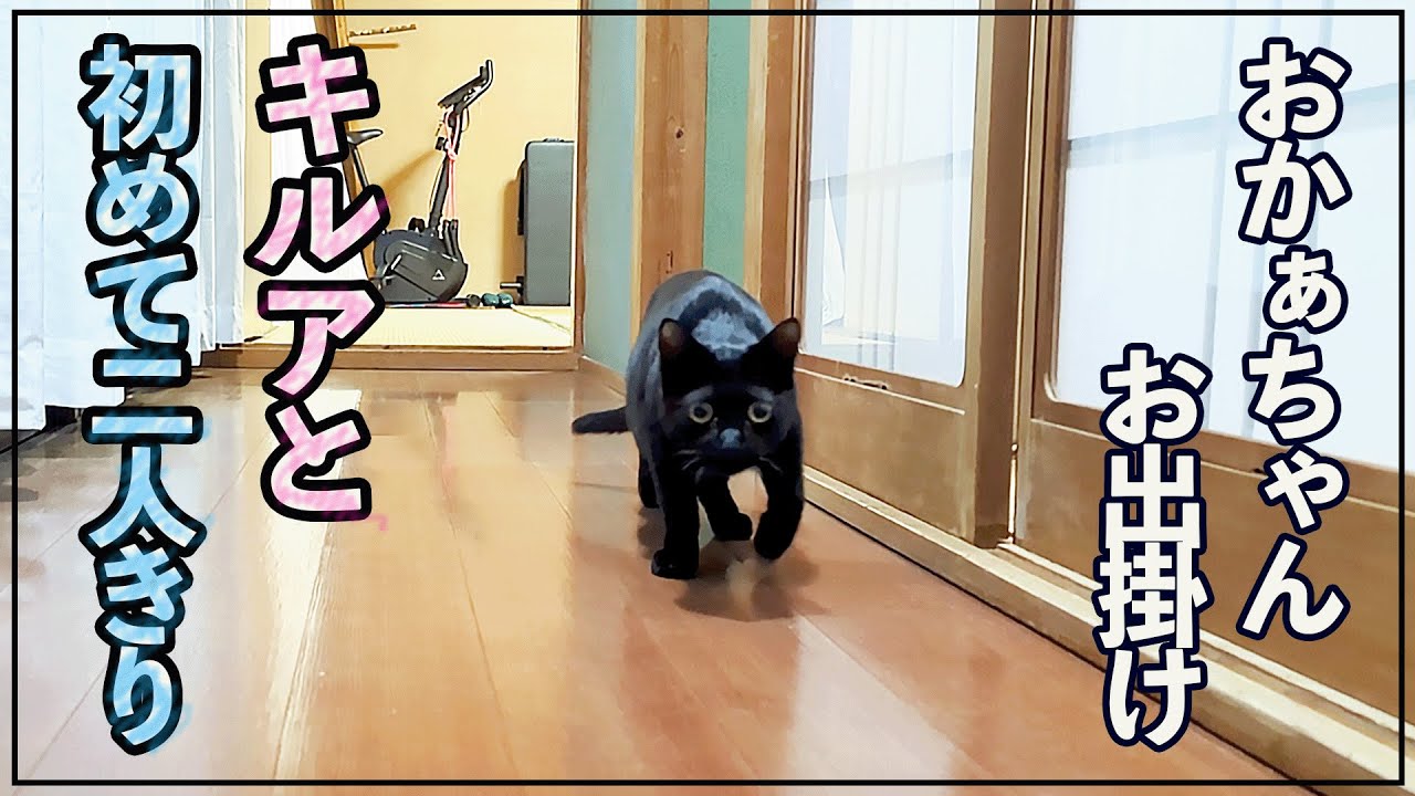 初めてキルアと二人で過ごした日　古民家に住む黒猫キルア（元保護猫）【No.29】